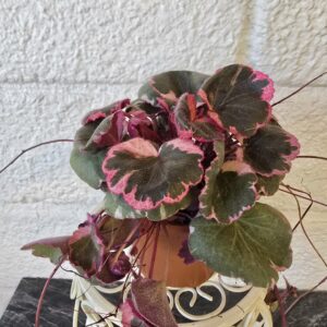 Aaroninparta 'Tricolor' ruukussa