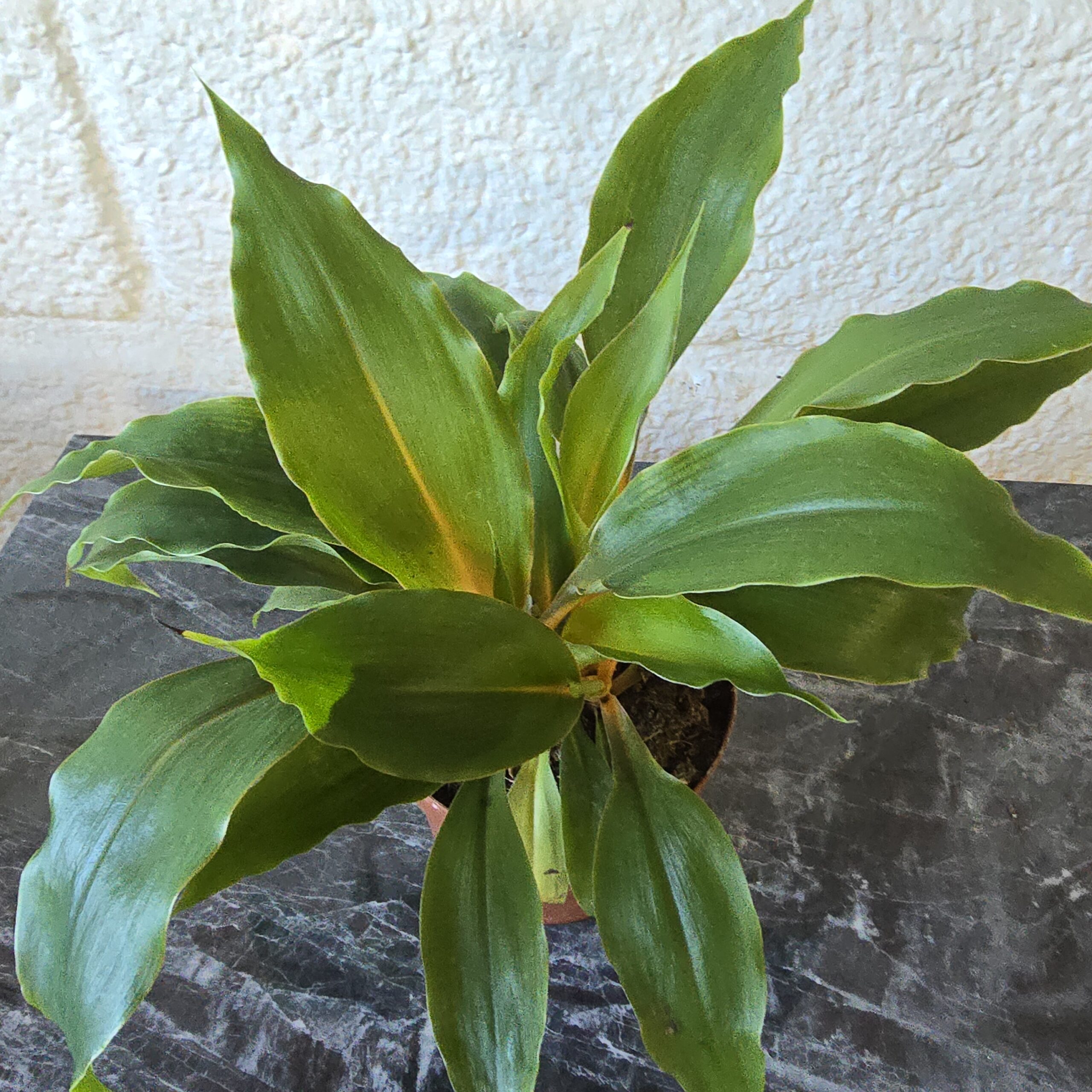 Mandariinililja Chlorophytum orchidastrum