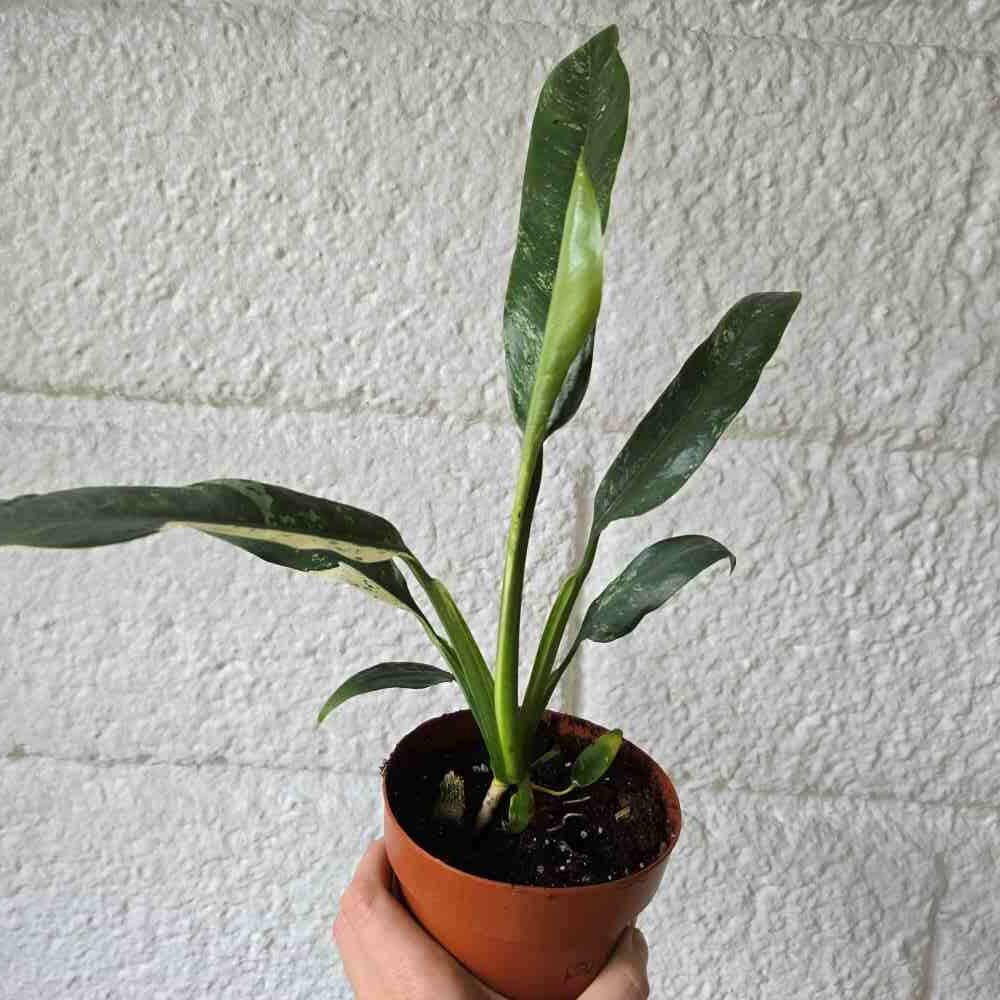 Kultaköynnös Epipremnum giganteum variegated - Image 6