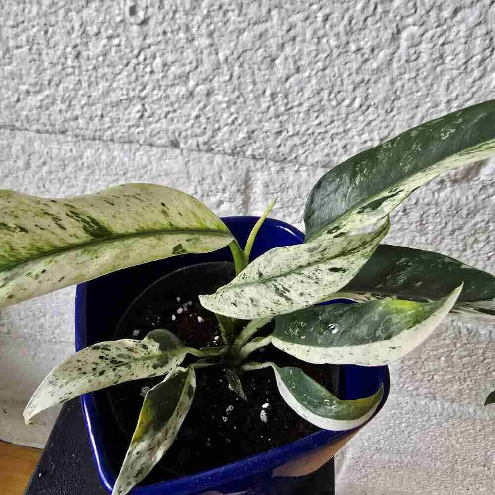 Kultaköynnös Epipremnum giganteum variegated - Image 5