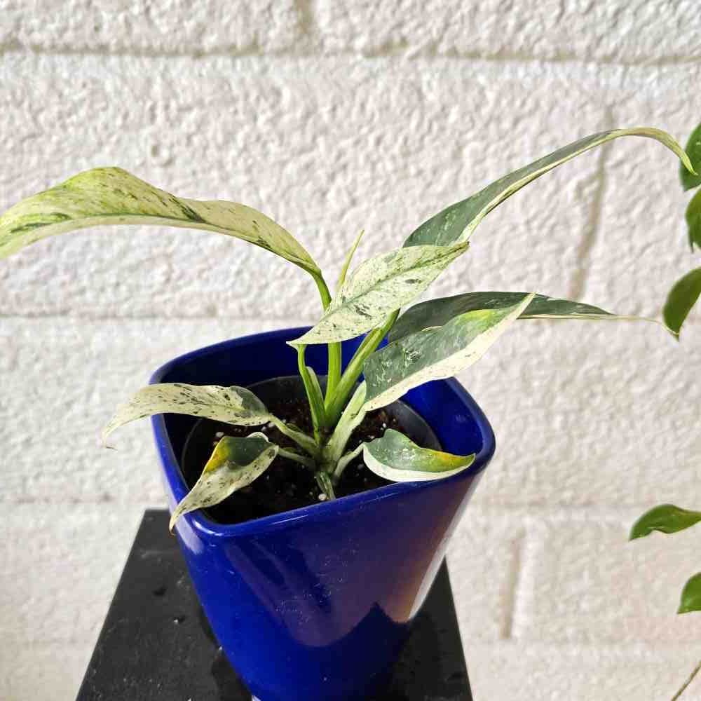 Kultaköynnös Epipremnum giganteum variegated - Image 4