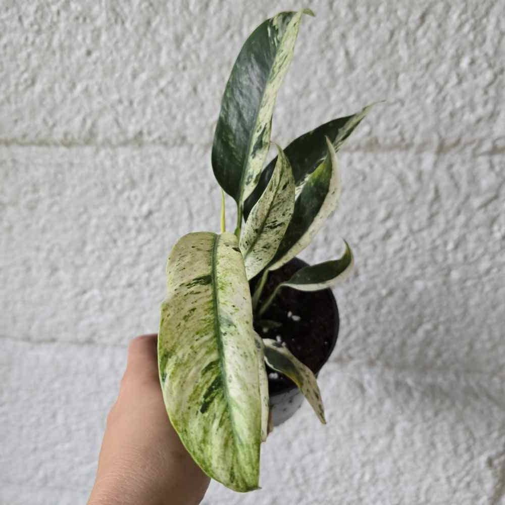 Kultaköynnös Epipremnum giganteum variegated