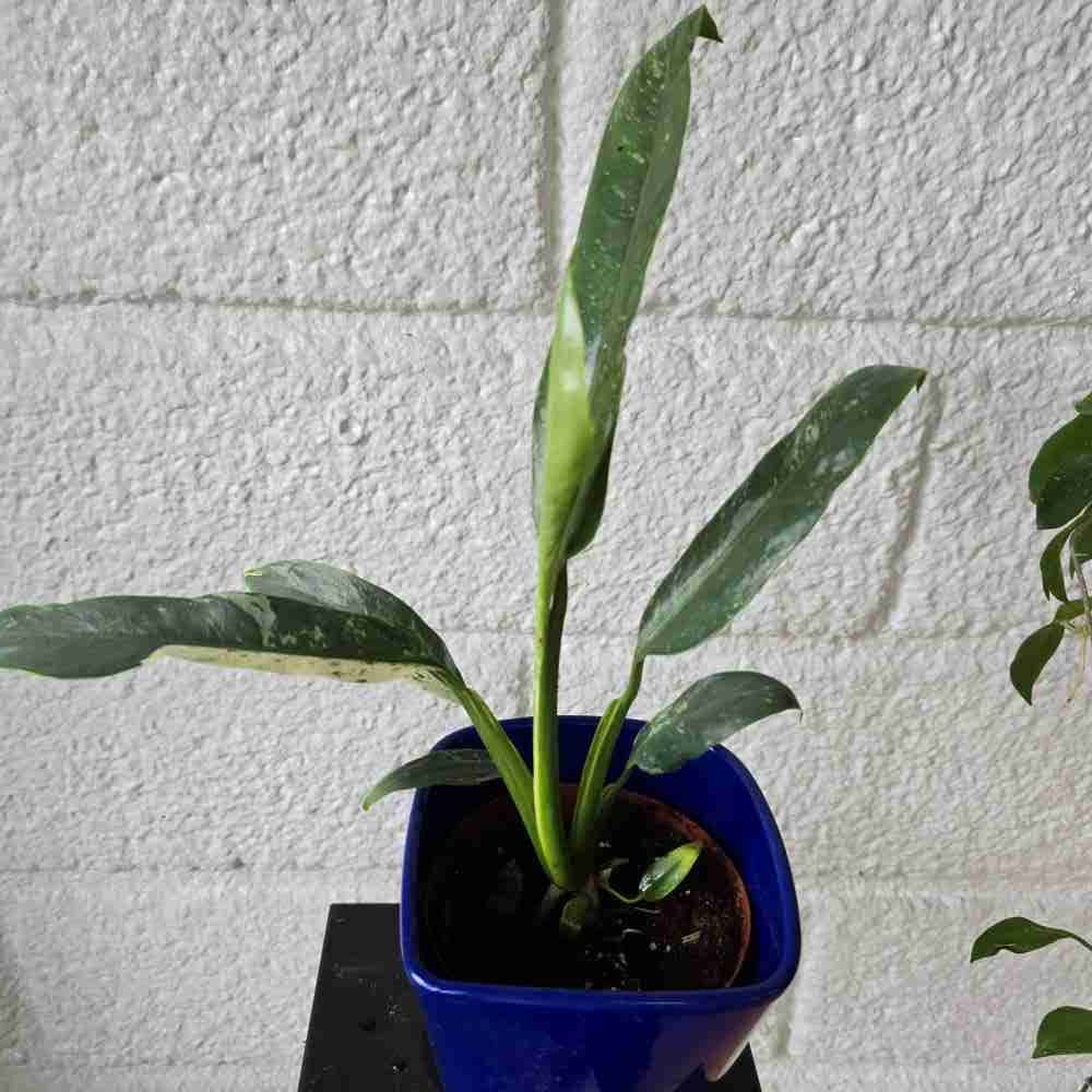 Kultaköynnös Epipremnum giganteum variegated - Image 2