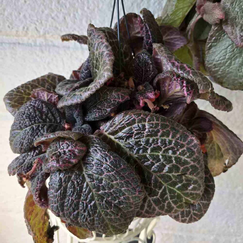 Kuparilehti 'Red Crocodile' XL amppeli II - laatu (kuvaa pienempi)