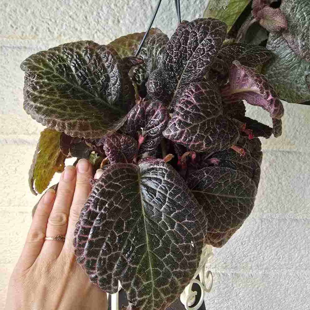 Kuparilehti 'Red Crocodile' XL amppeli II - laatu (kuvaa pienempi) - Image 2