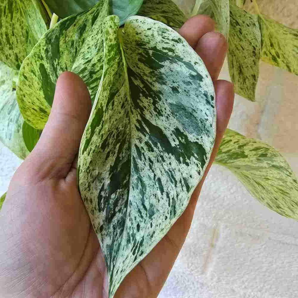 Kultaköynnös 'Snow Leopard' pistokas - Image 3