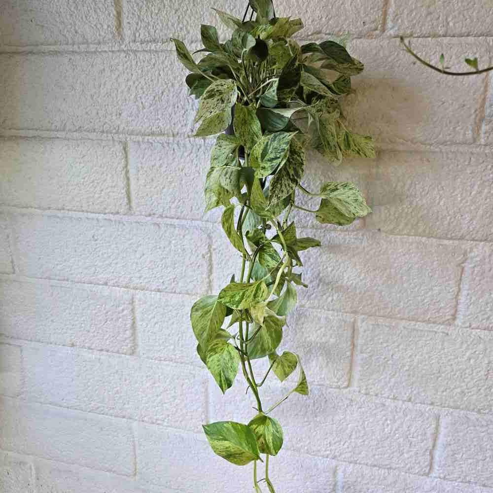 Kultaköynnös 'Snow Leopard' pistokas - Image 2