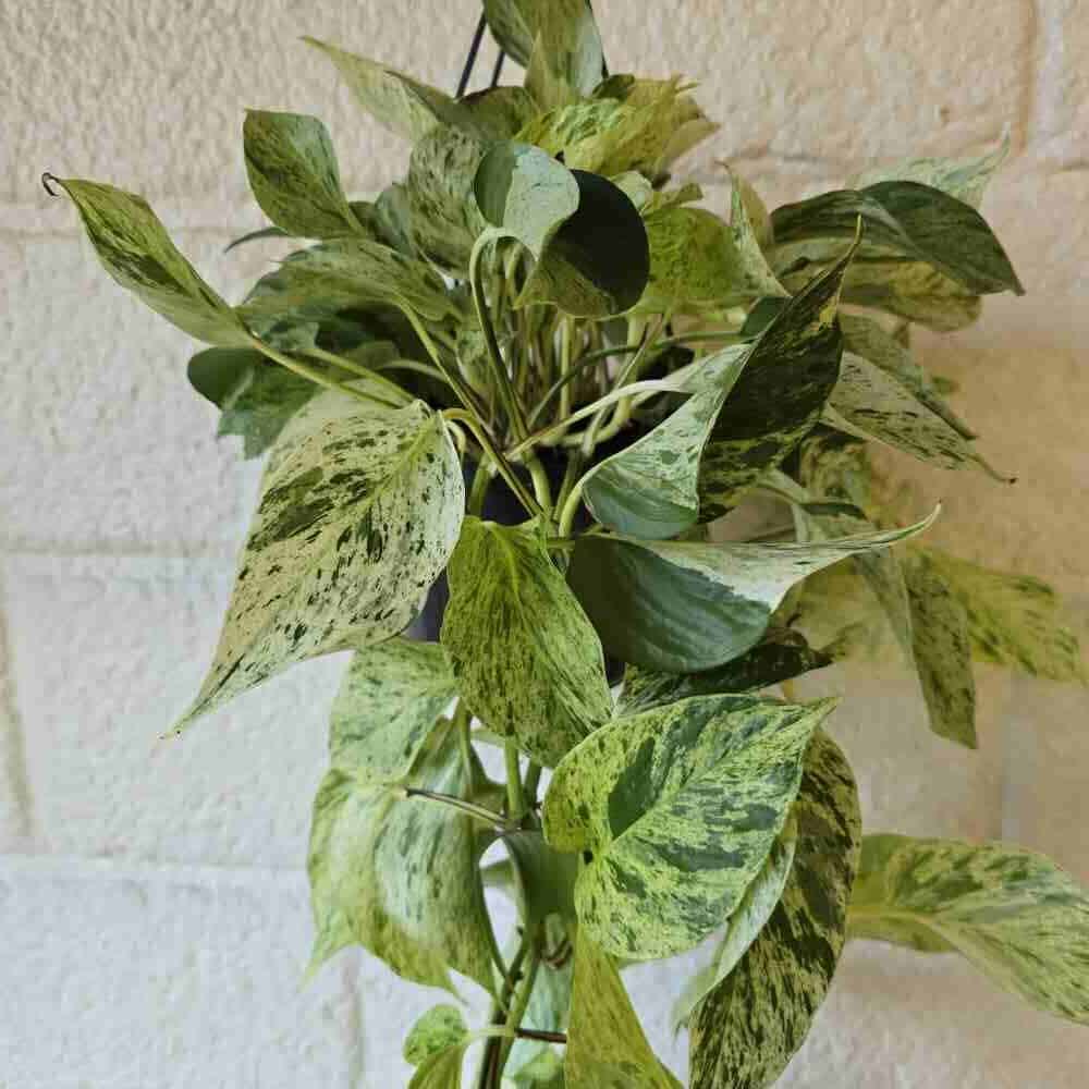 Kultaköynnös 'Snow Leopard' pistokas