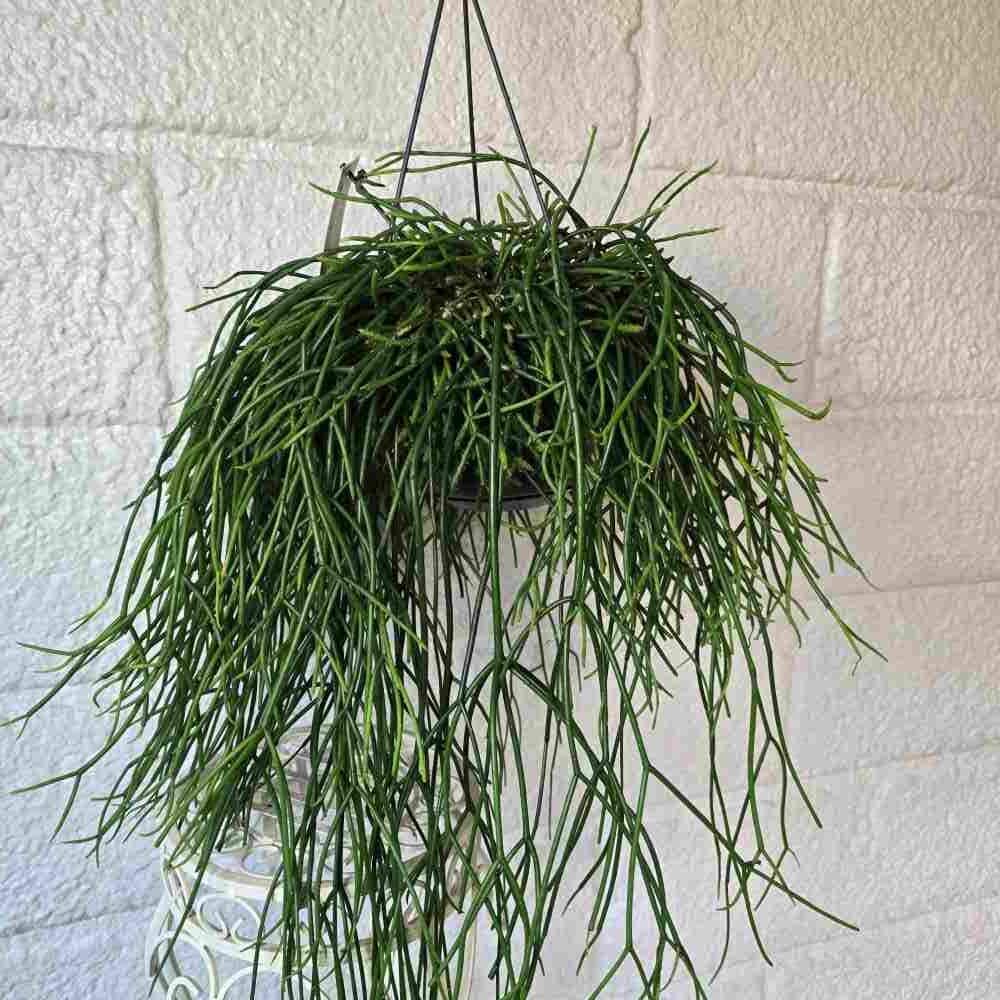 Rhipsalis pulchra - 4 x pistokkaan setti - Image 2