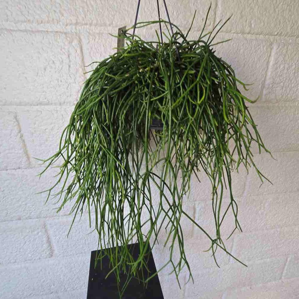 Rhipsalis pulchra - 4 x pistokkaan setti - Image 3