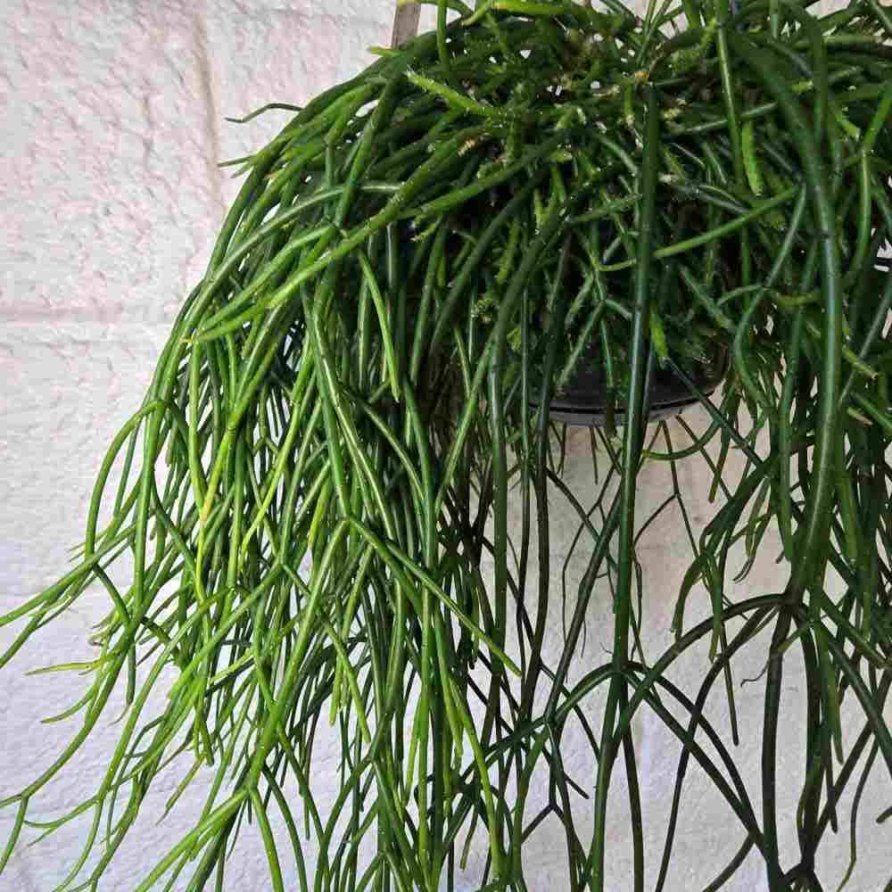 Rhipsalis pulchra - 4 x pistokkaan setti
