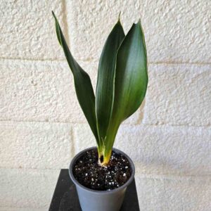 Anopinkeihäs Sansevieria 'Dark Diamond' ruukussa
