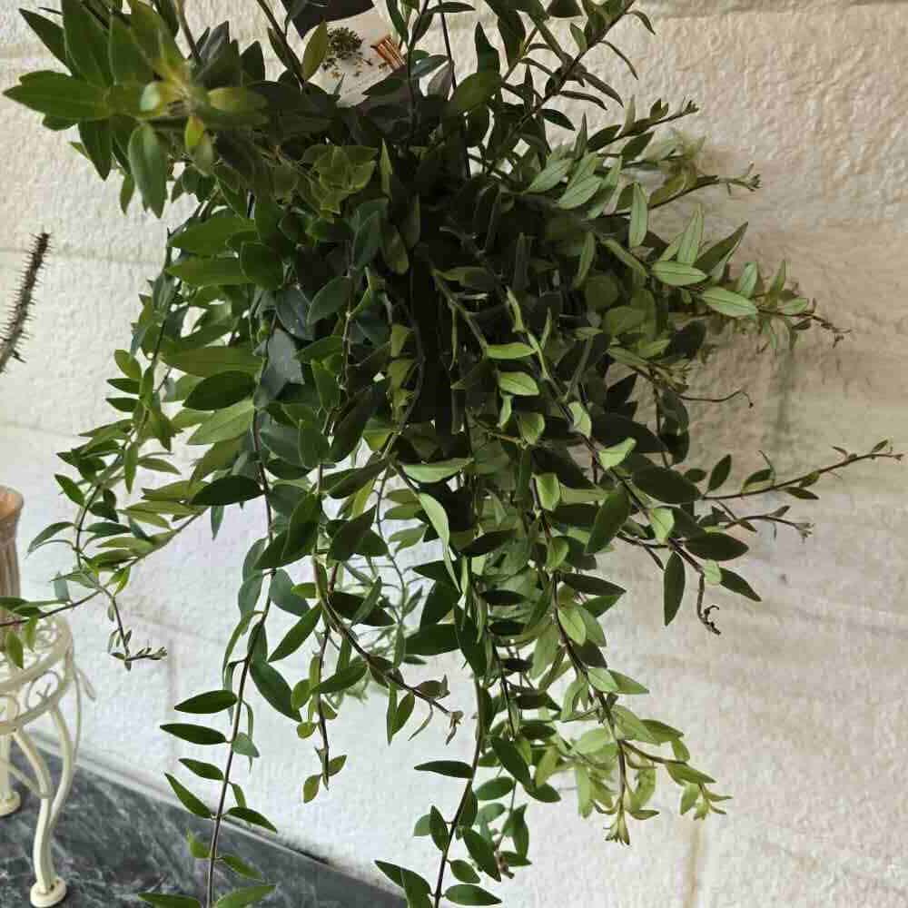 Pikkusoihtuköynnös eli Jaavan kaunotar amppelissa