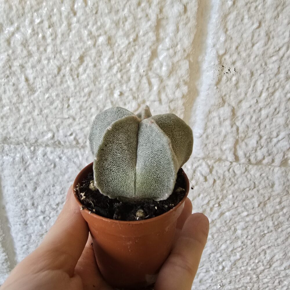 Piispanhattu Astrophytum myriostigma