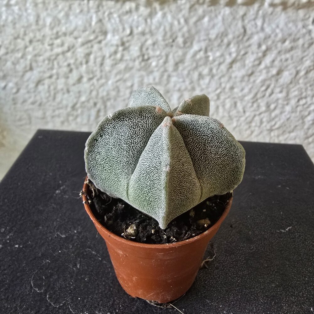 Piispanhattu Astrophytum myriostigma