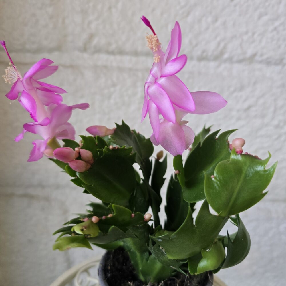 Marraskuunkaktus ‘Thor’® 'Ida' ruukussa