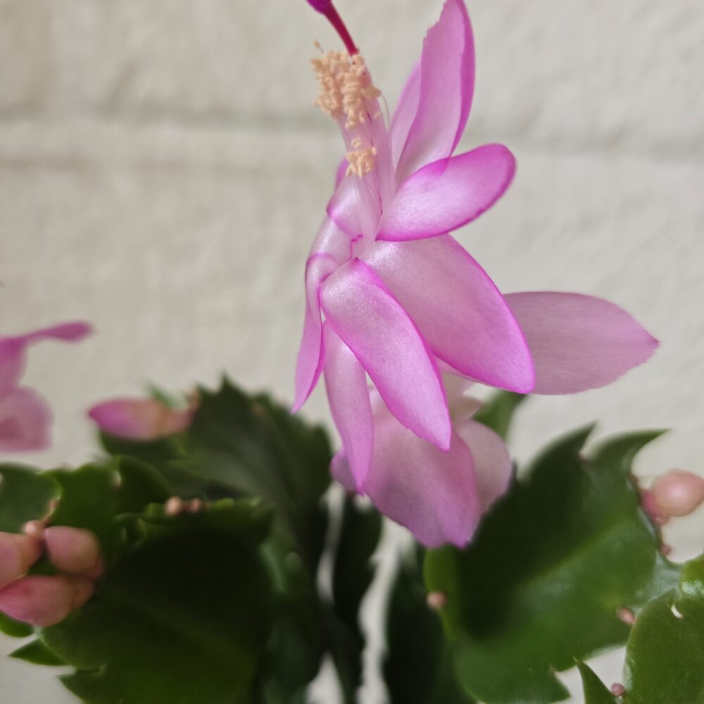 Marraskuunkaktus ‘Thor’® 'Ida' pistokas