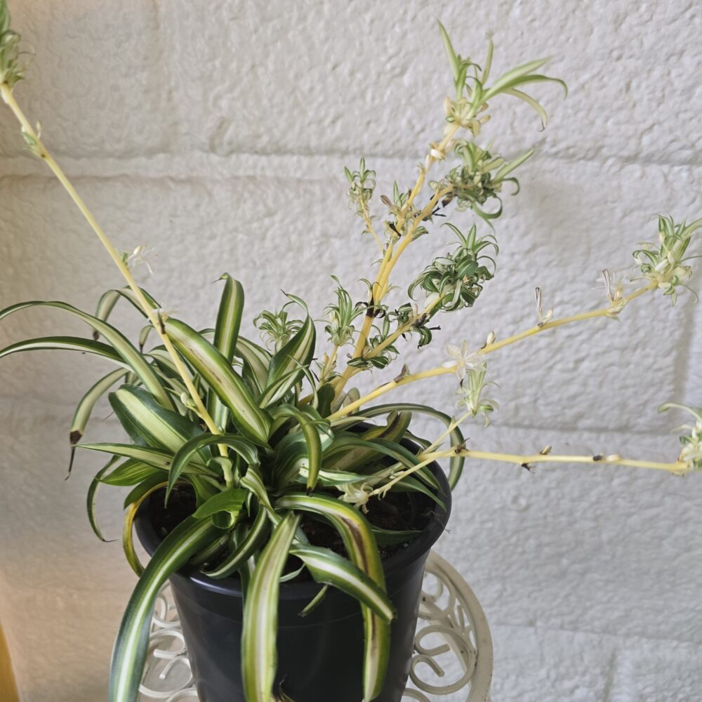 Rönsylilja 'Alantic' ruukussa - Image 2