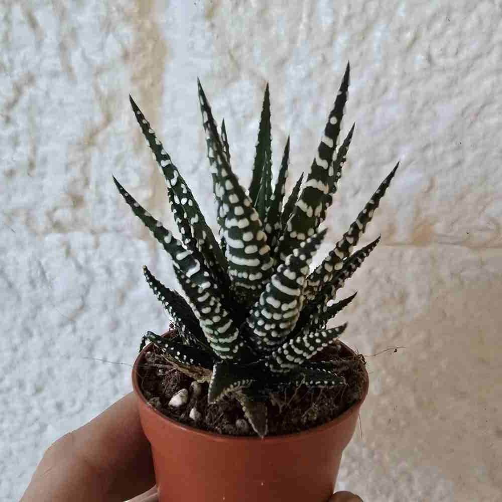 Viirukirjotähti Haworthia fasciata 'Big Band'