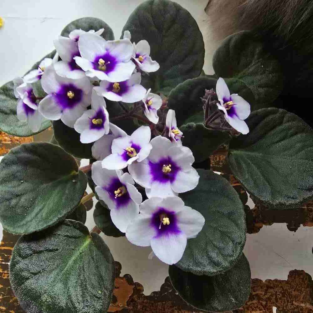 Saintpaulia 'Optimara Myjoy' lehtipistokas - Image 2