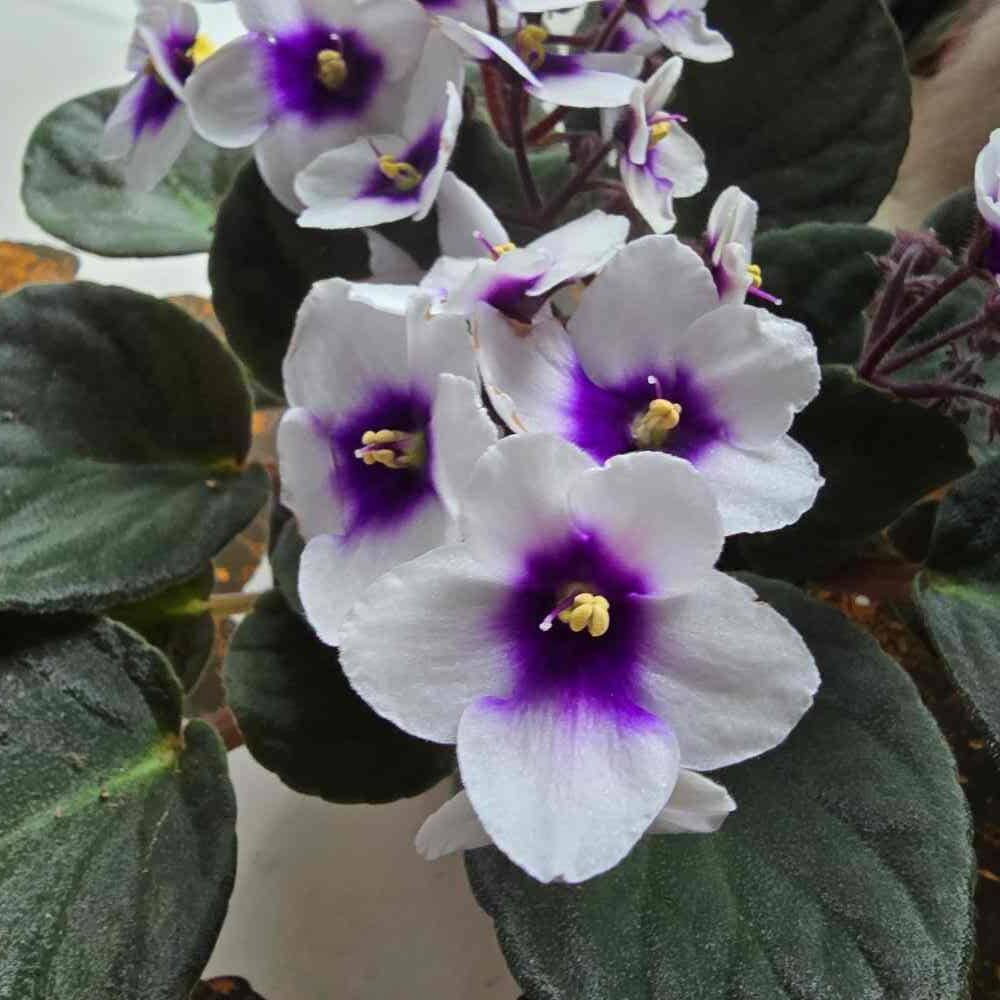 Saintpaulia 'Optimara Myjoy' lehtipistokas