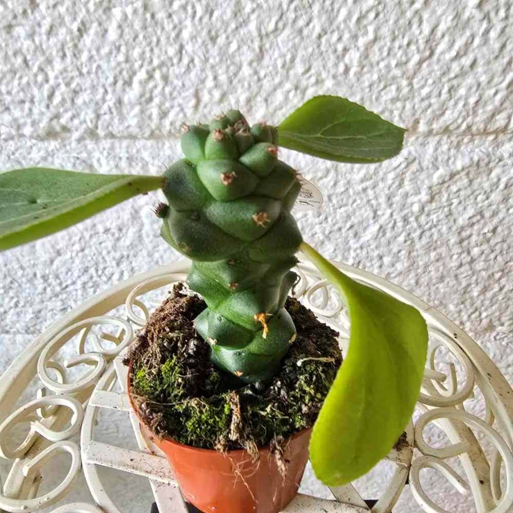 Tyräkki Euphorbia ritchiei ruukussa - Image 3