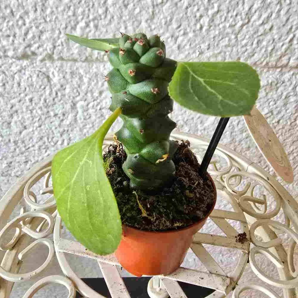 Tyräkki Euphorbia ritchiei ruukussa - Image 2