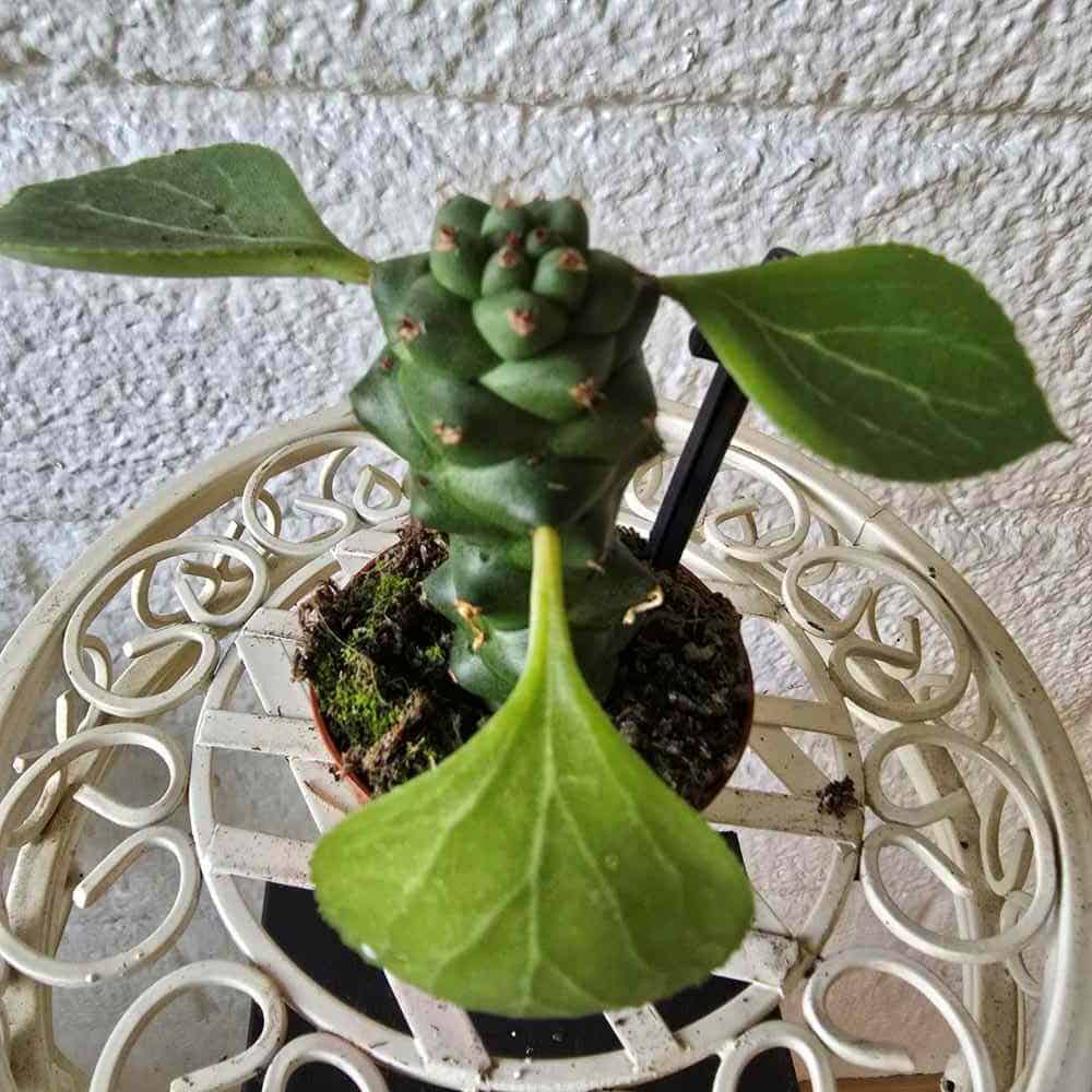 Tyräkki Euphorbia ritchiei ruukussa