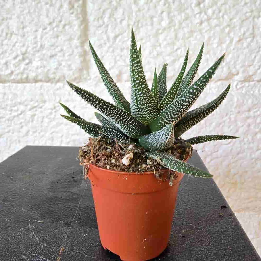 Viirukirjotähti Haworthia fasciata var. Concolor