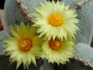 Piispanhattu - kaktus pikkuruukussa - Image 2