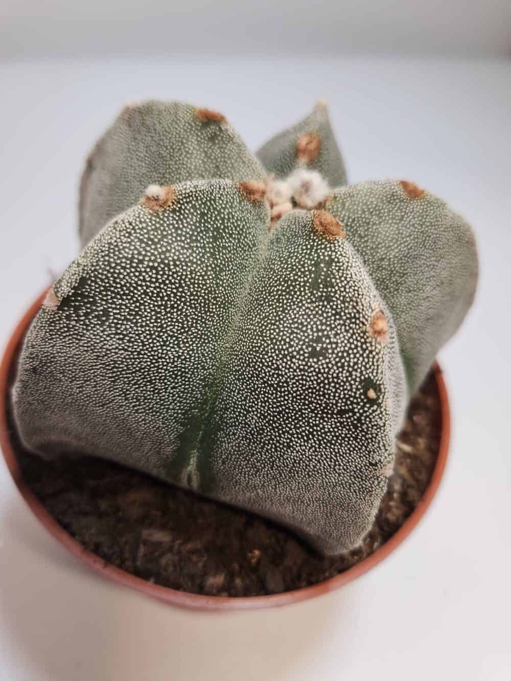 Piispanhattu - kaktus pikkuruukussa - Image 3