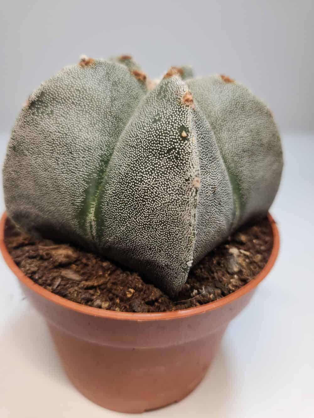 Piispanhattu - kaktus pikkuruukussa - Image 4