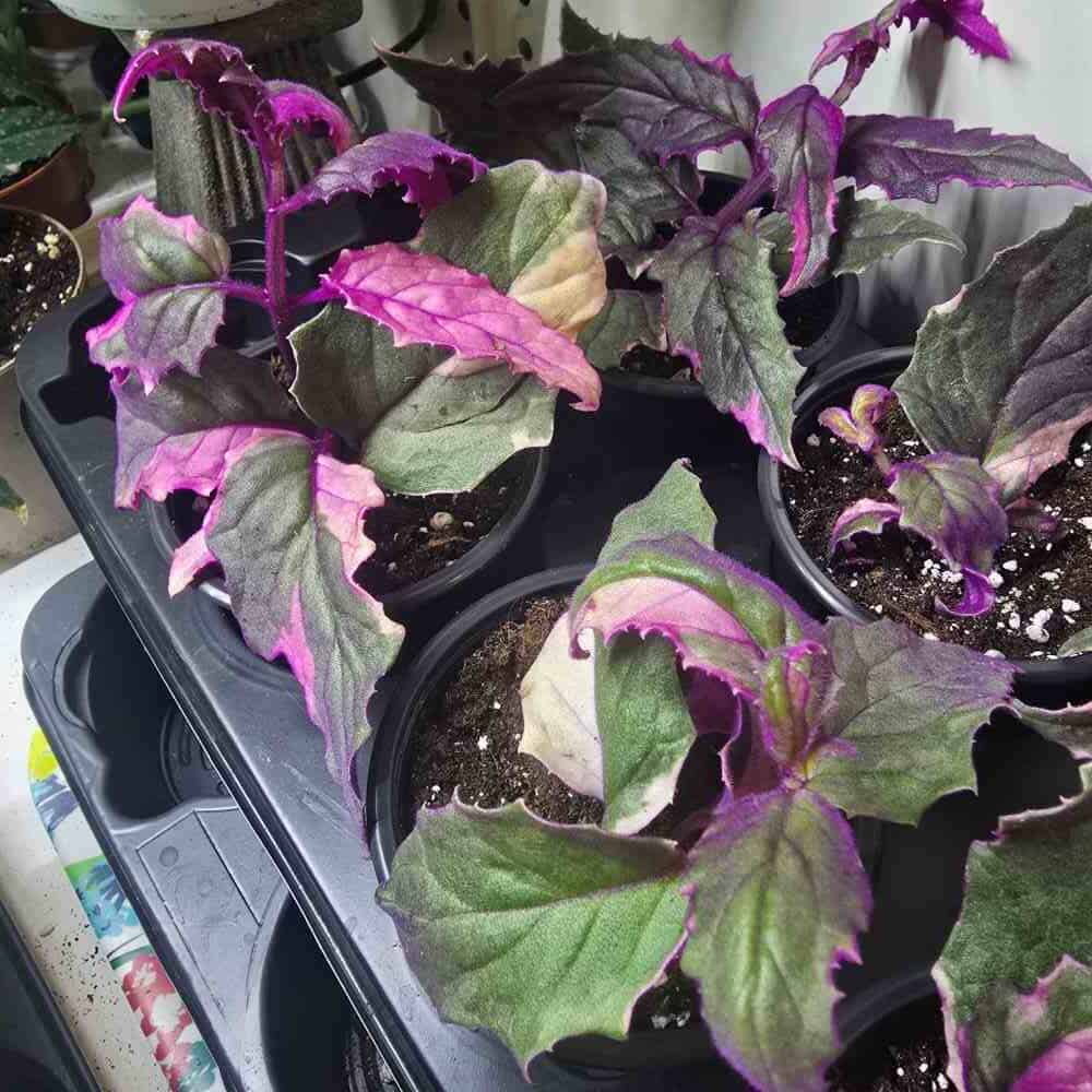 Samettilehti Variegata - harvinaisuus ruukussa