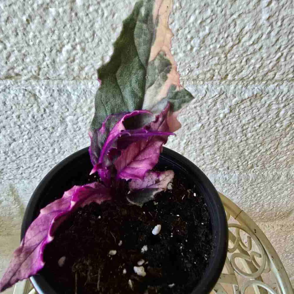 Samettilehti Variegata - harvinaisuus ruukussa - Image 2