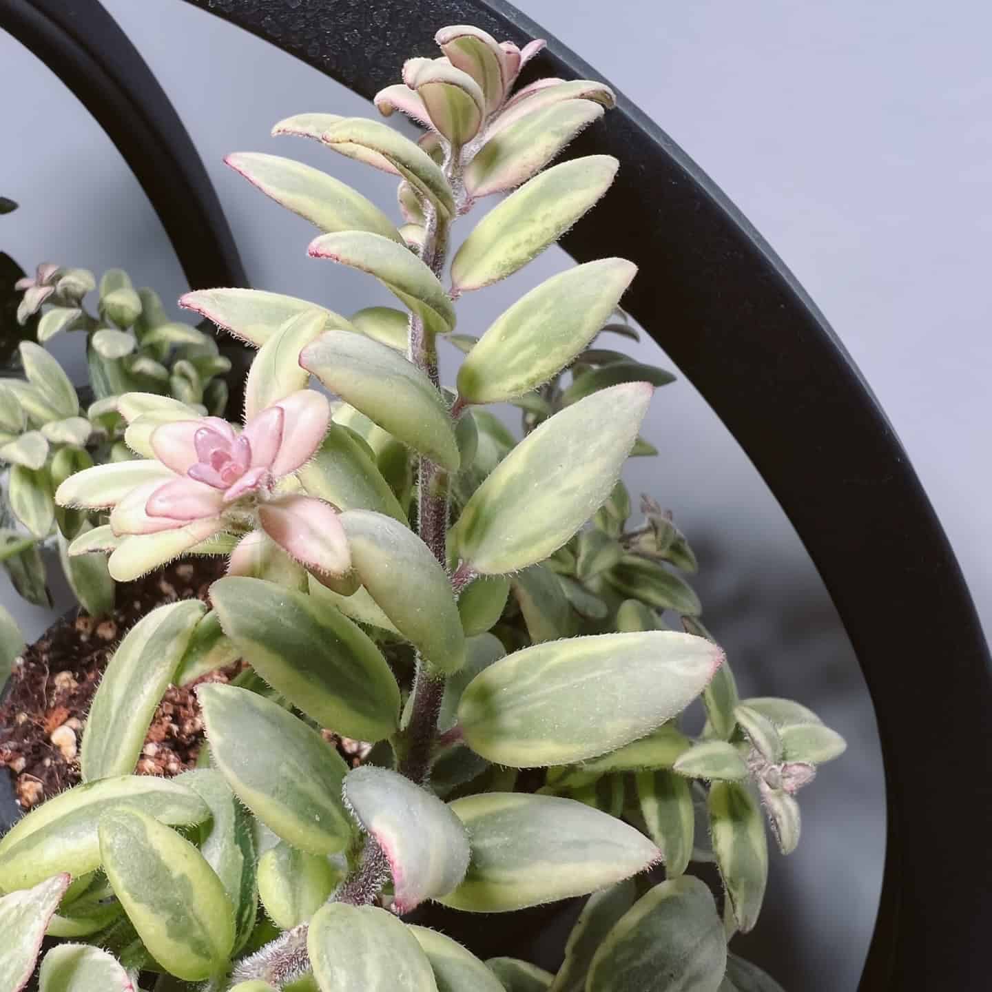 Soihtuköynnös 'Variegatus' 2 x pistokas