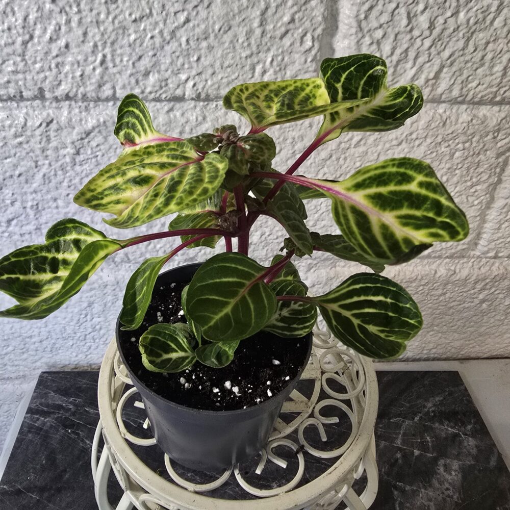 Keltapunalehti Iresine herbstii 'Aureoreticulata' - Image 4