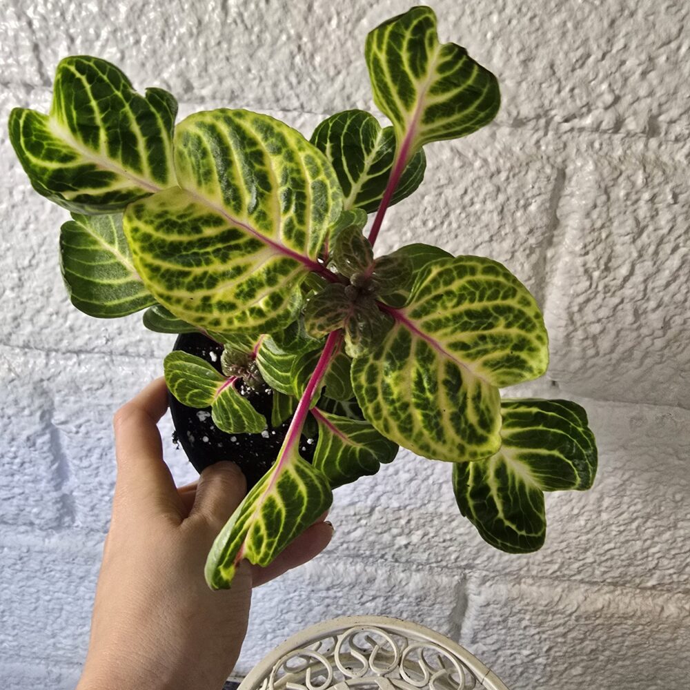 Keltapunalehti Iresine herbstii 'Aureoreticulata'