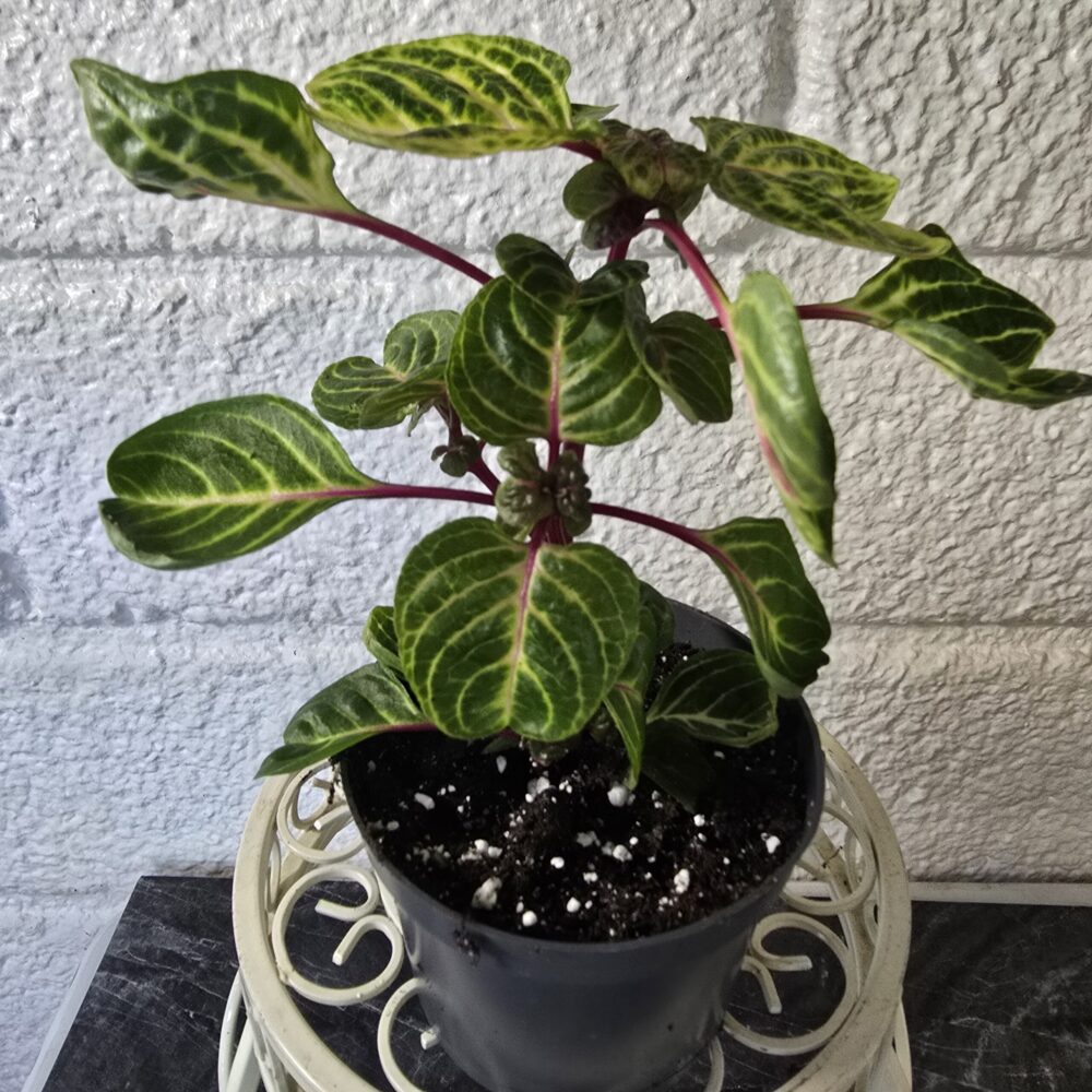 Keltapunalehti Iresine herbstii 'Aureoreticulata' - Image 2