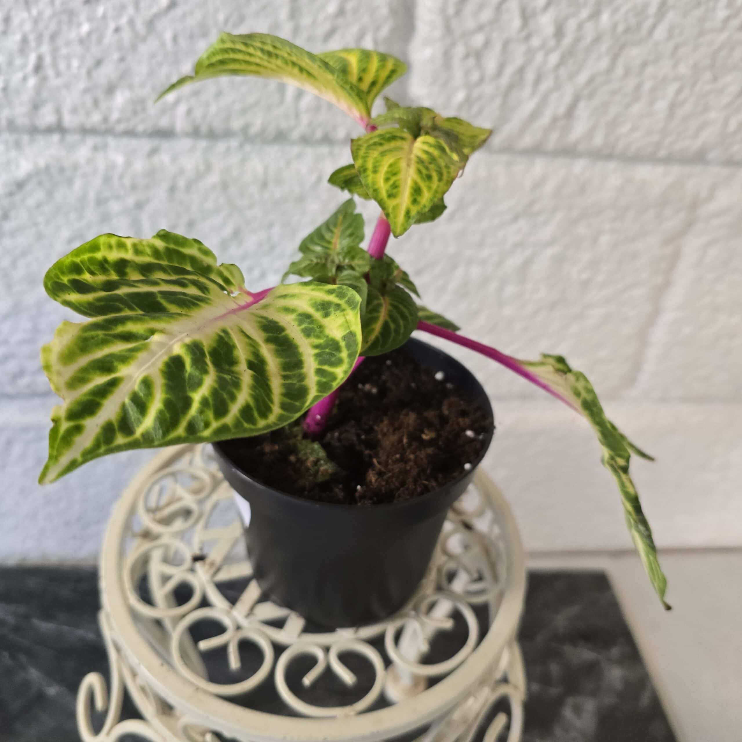 Punalehti Iresine herbstii 'Blazin Lime' - Image 2