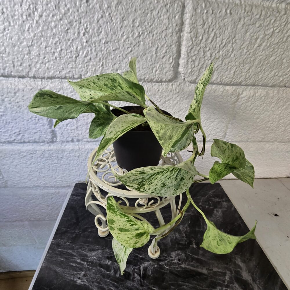 Kultaköynnös 'Snow Leopard' ruukussa - Image 4