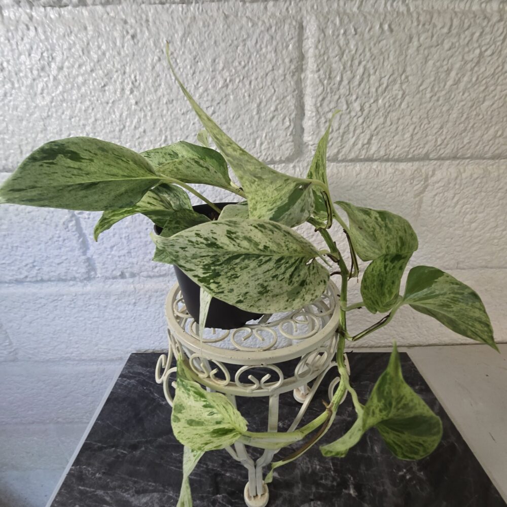 Kultaköynnös 'Snow Leopard' ruukussa - Image 3