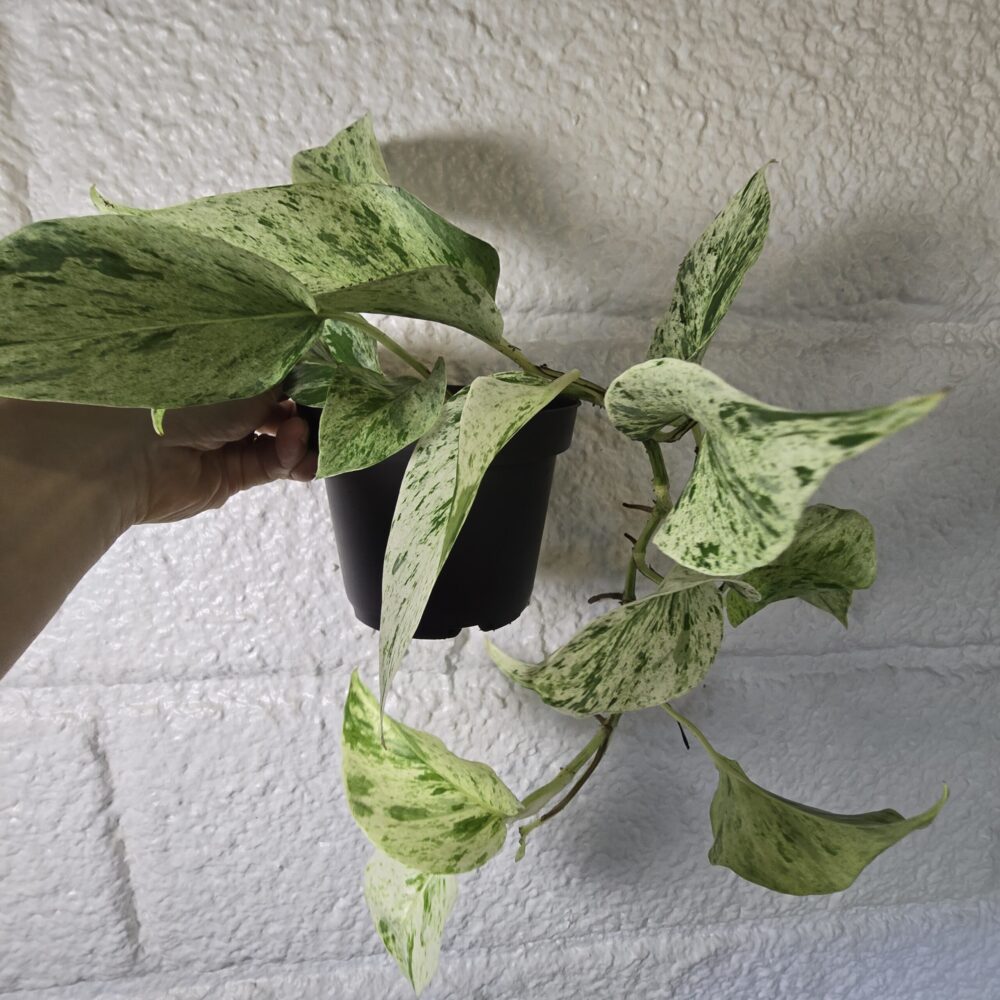 Kultaköynnös 'Snow Leopard' ruukussa - Image 2