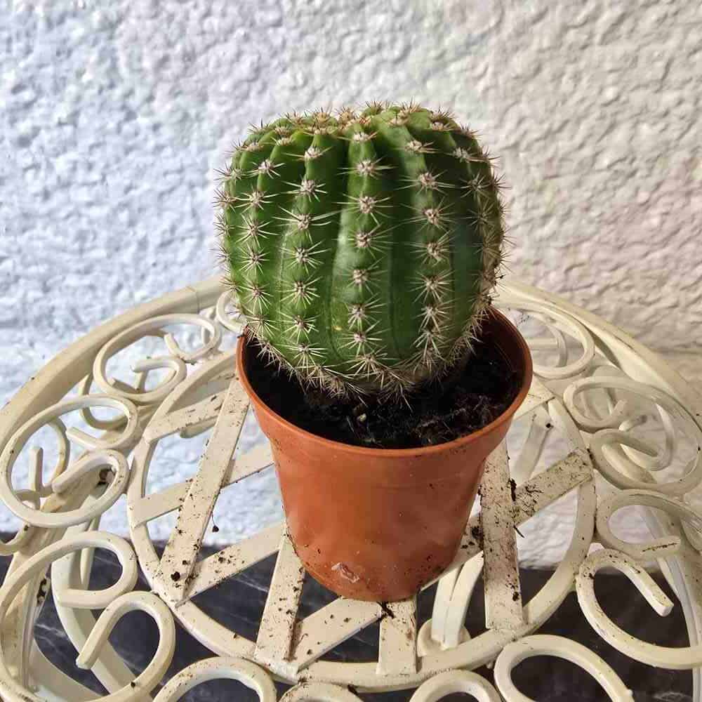 Vanhapoika vaaleanpunainen kukka - Echinopsis multiplex pikkukaktus - Image 3