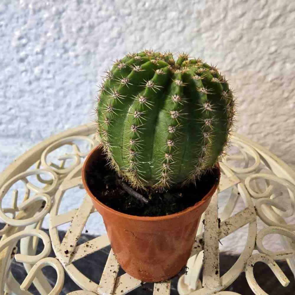 Vanhapoika vaaleanpunainen kukka - Echinopsis multiplex pikkukaktus - Image 2