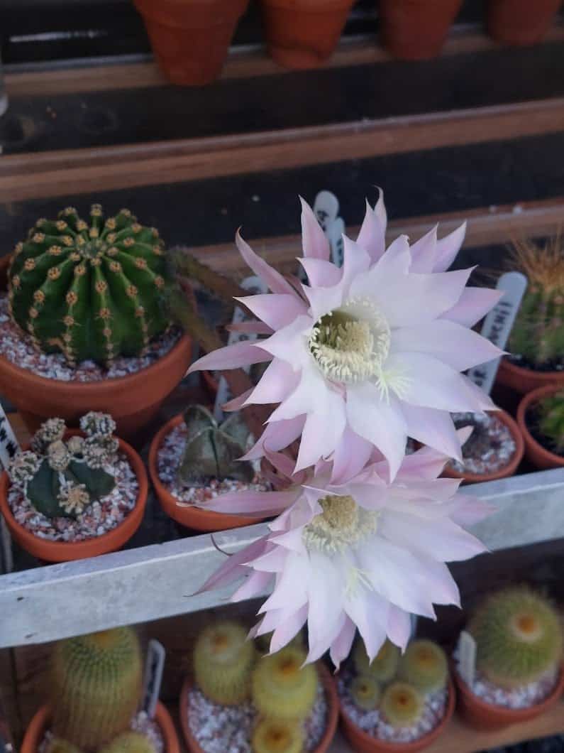 Vanhapoika vaaleanpunainen kukka - Echinopsis multiplex pikkukaktus