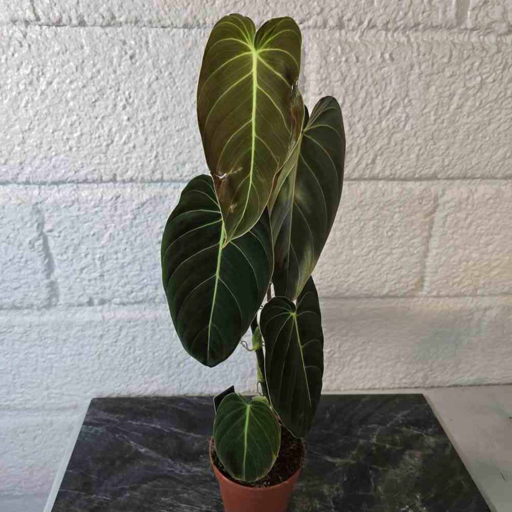 Köynnösvehka Philodendron melanochrysum tukikepissä II laatu (laikkuja lehdissä, repeymiä)