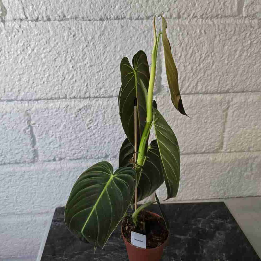 Köynnösvehka Philodendron melanochrysum tukikepissä II laatu (laikkuja lehdissä, repeymiä) - Image 3