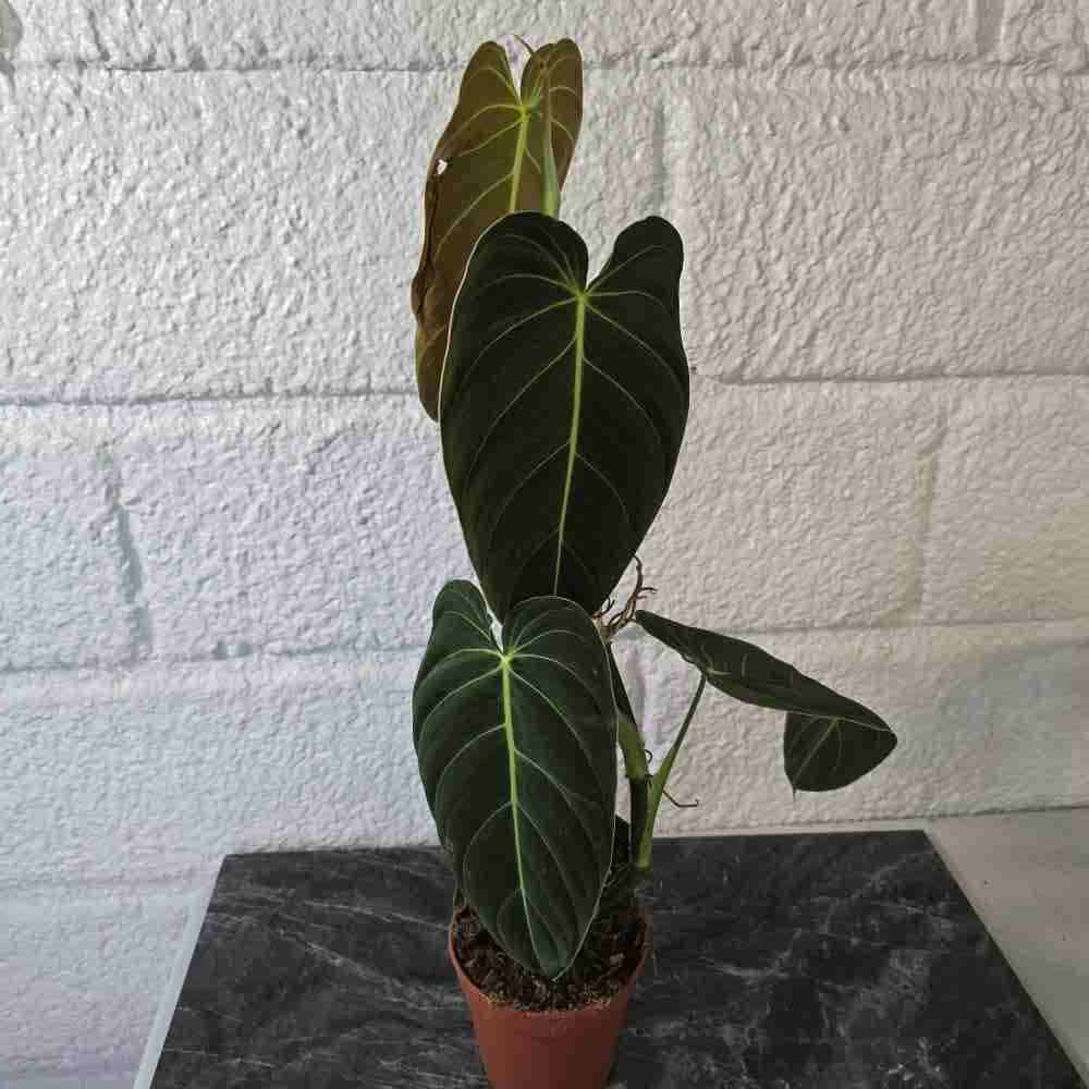 Köynnösvehka Philodendron melanochrysum tukikepissä II laatu (laikkuja lehdissä, repeymiä) - Image 4
