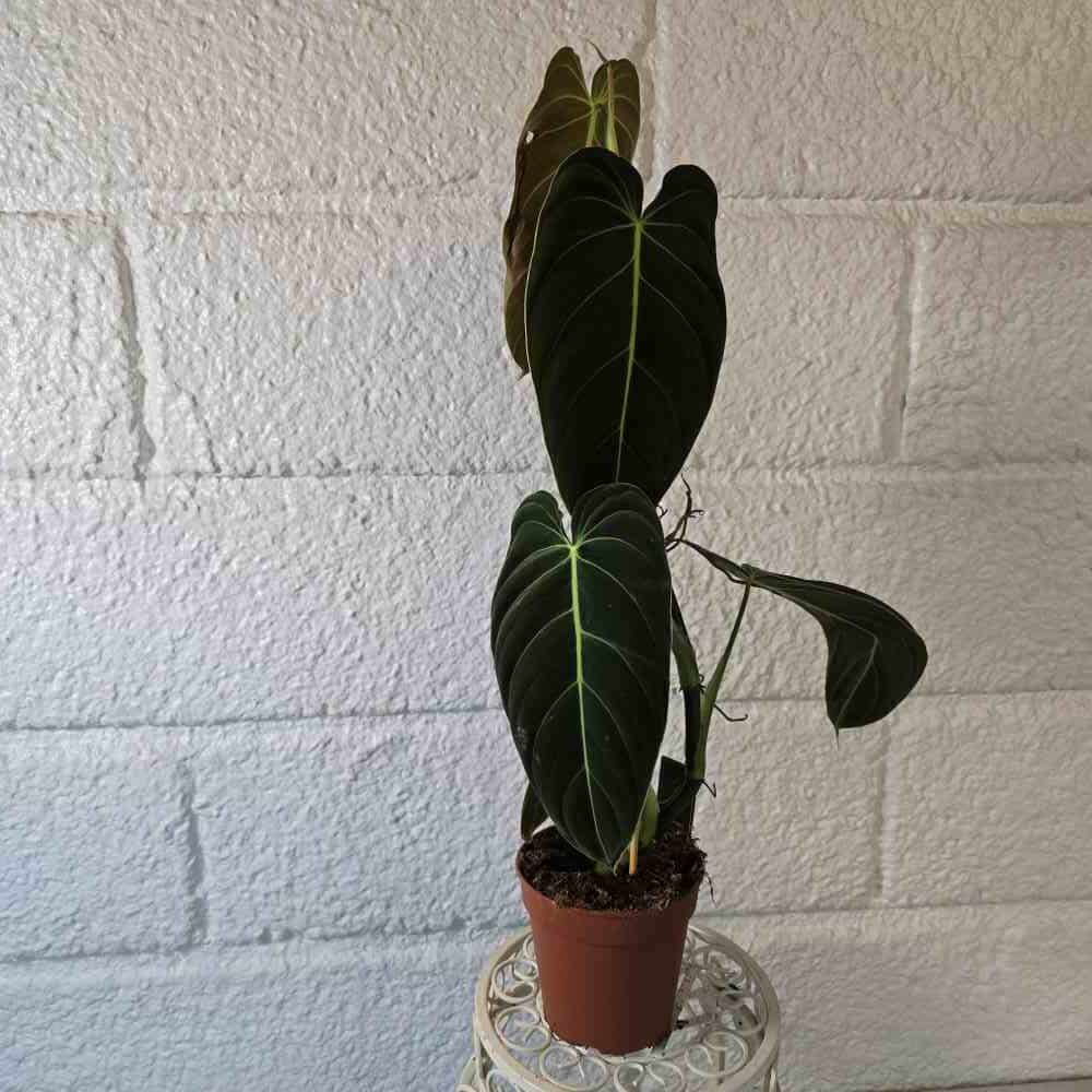 Köynnösvehka Philodendron melanochrysum tukikepissä II laatu (laikkuja lehdissä, repeymiä) - Image 2