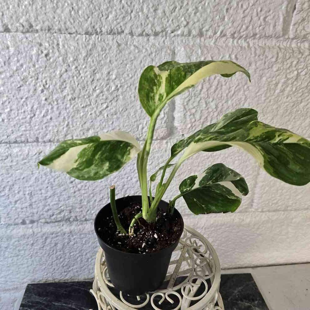 Peikonlehti Monstera lechleriana variegata ruukussa II-LAATU (lehdissä voi olla vähän ruskeita laikkuja) - Image 3